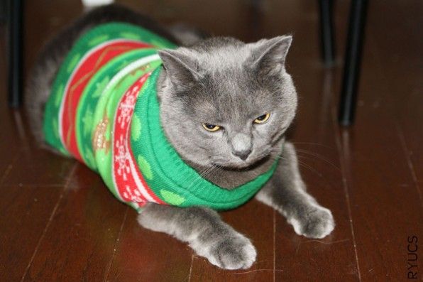 3-cat-ugly-christmas-sweater-600-596x397