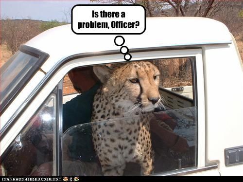 cad55_funny-pictures-leopard-gets-pulled