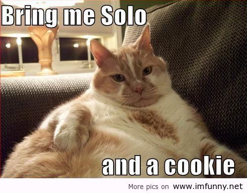 fat-cat-funny-picturesfat-cat-and-cookie