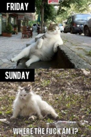 funny-drunk-cat-weekend-pic_zps3215e55c.