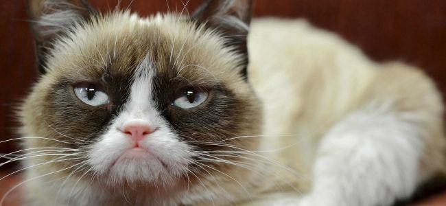 internet-famous-grumpy-cat-just-landed-a