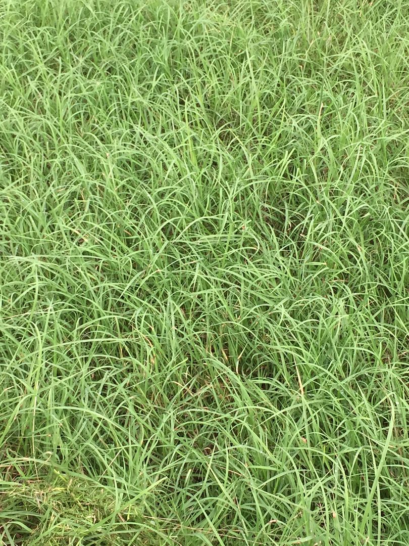 Native grass identification Alfalfa/Hay HayTalk Hay & Forage