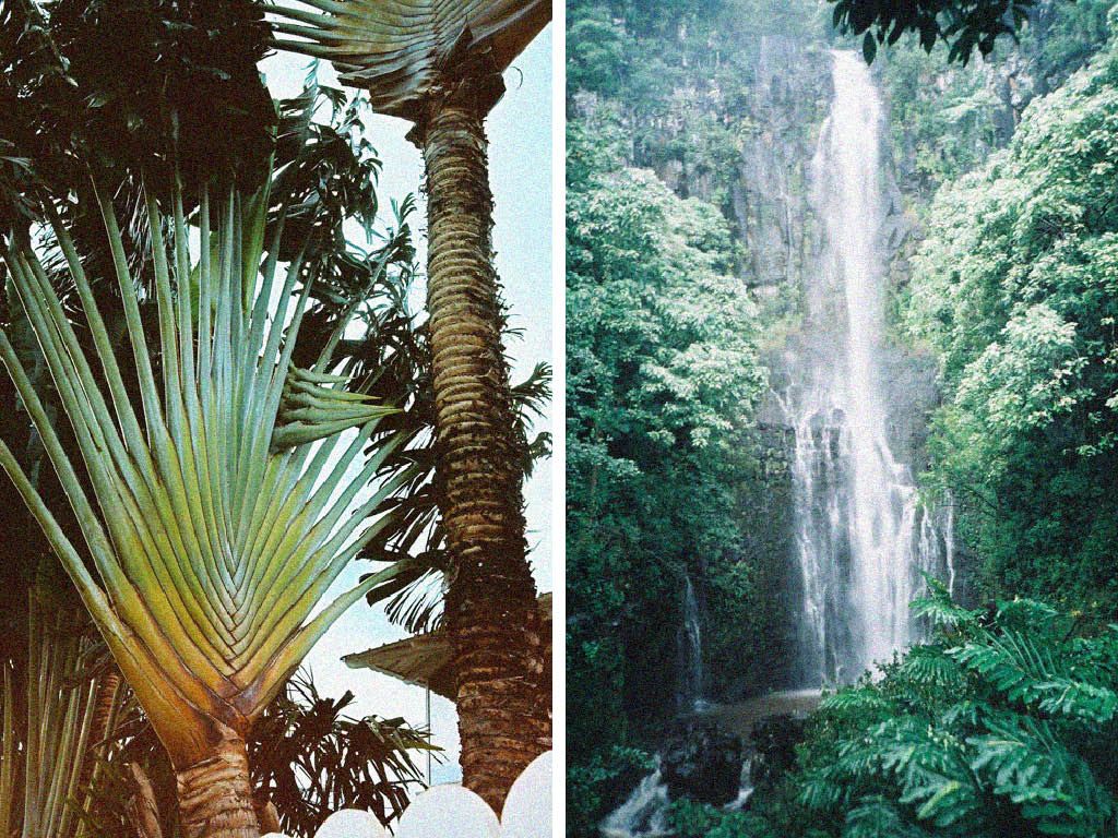 sometimes always visual estate flora 2