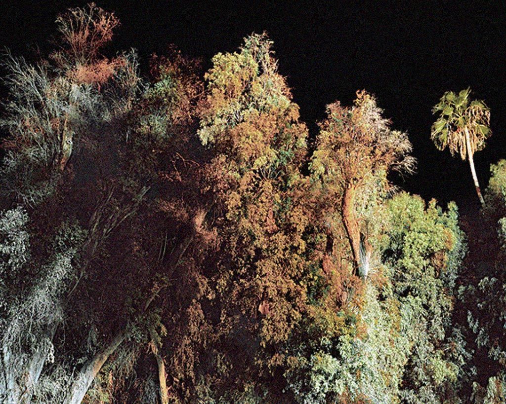 sometimes always visual estate flora 26