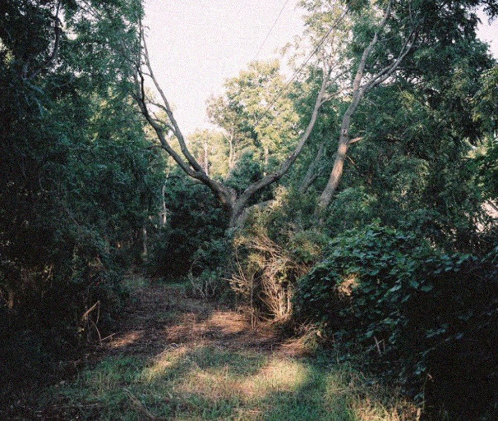 sometimes always visual estate flora 31