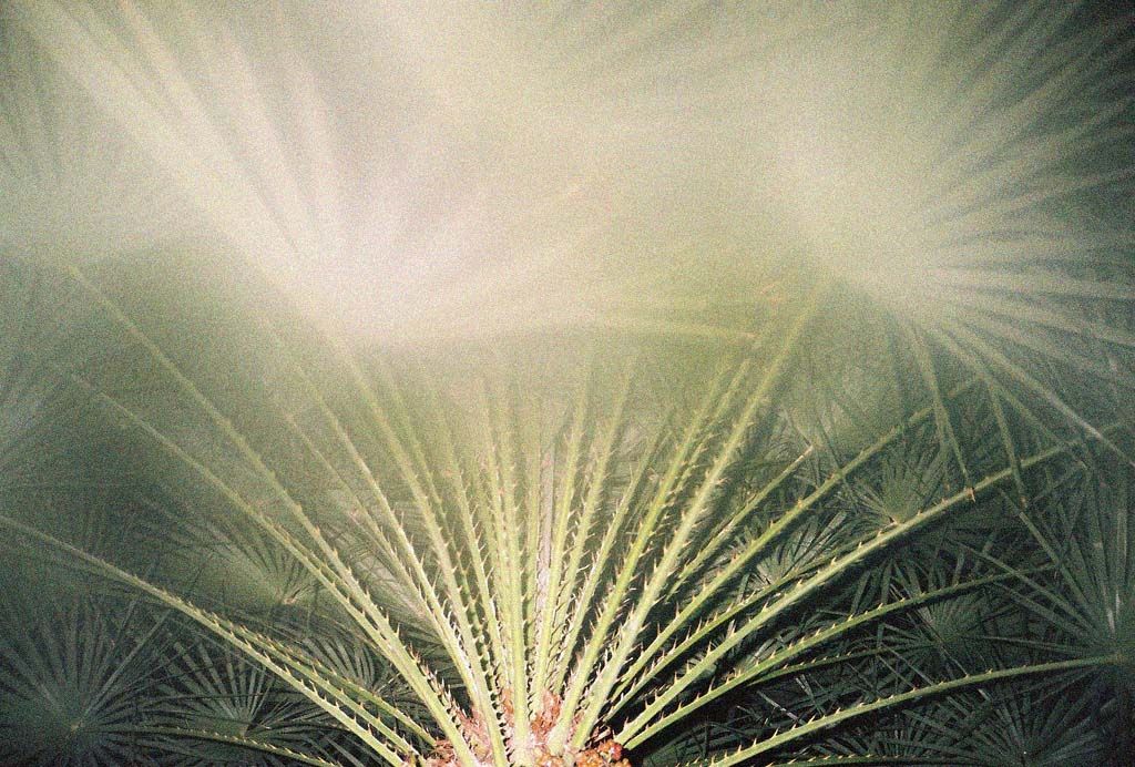 sometimes always visual estate flora 43