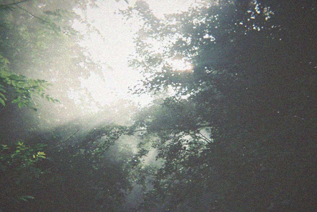sometimes always visual estate flora 47