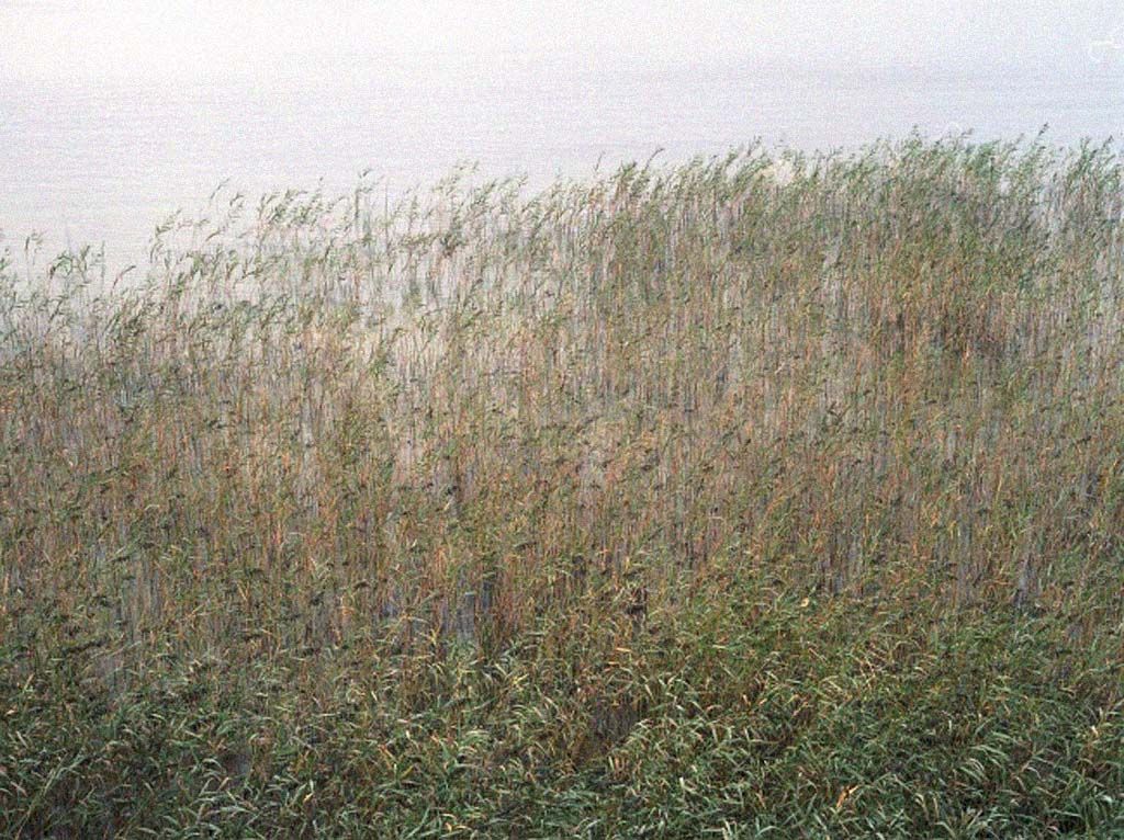 sometimes always visual estate flora 51