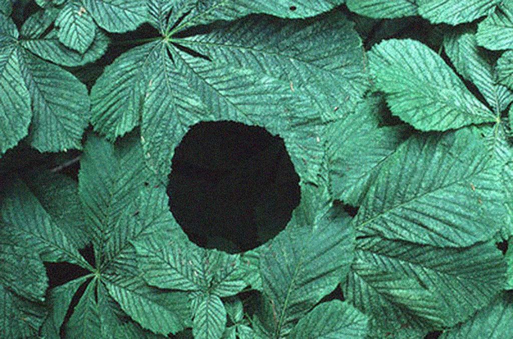 sometimes always visual estate flora 55