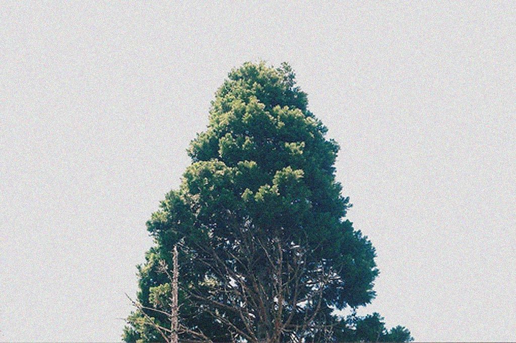 sometimes always visual estate flora 63