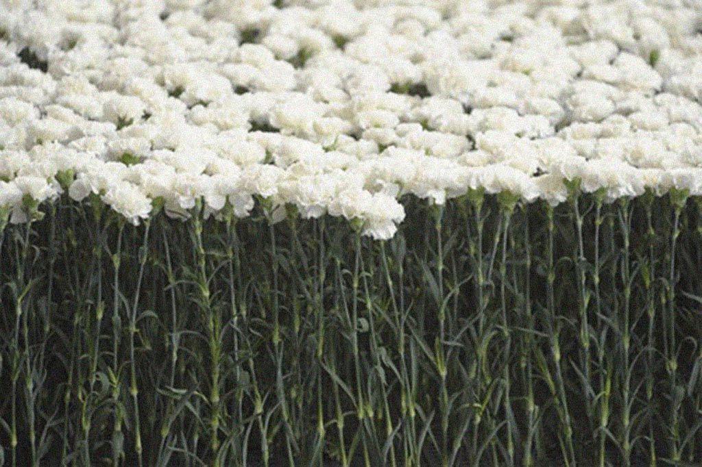 sometimes always visual estate flora 65