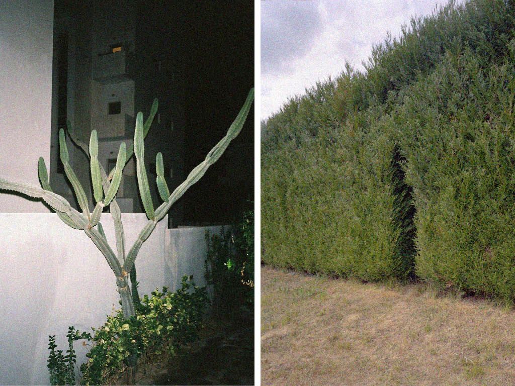 sometimes always visual estate flora 7