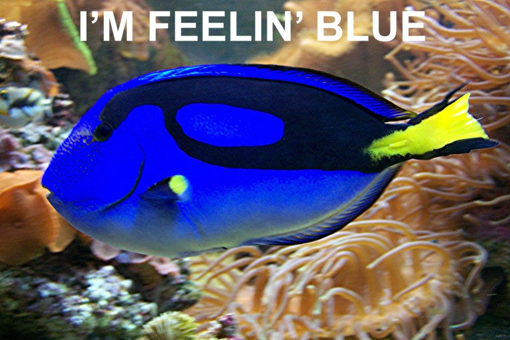 feelinblu.jpg