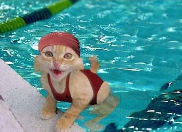 swimming_cat.jpg