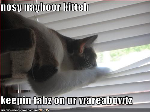 funny-pictures-nosy-neighbor-kitten-is-spying-on-you.jpg