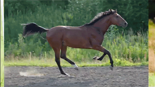 Résultat d’images pour gifs chevaux