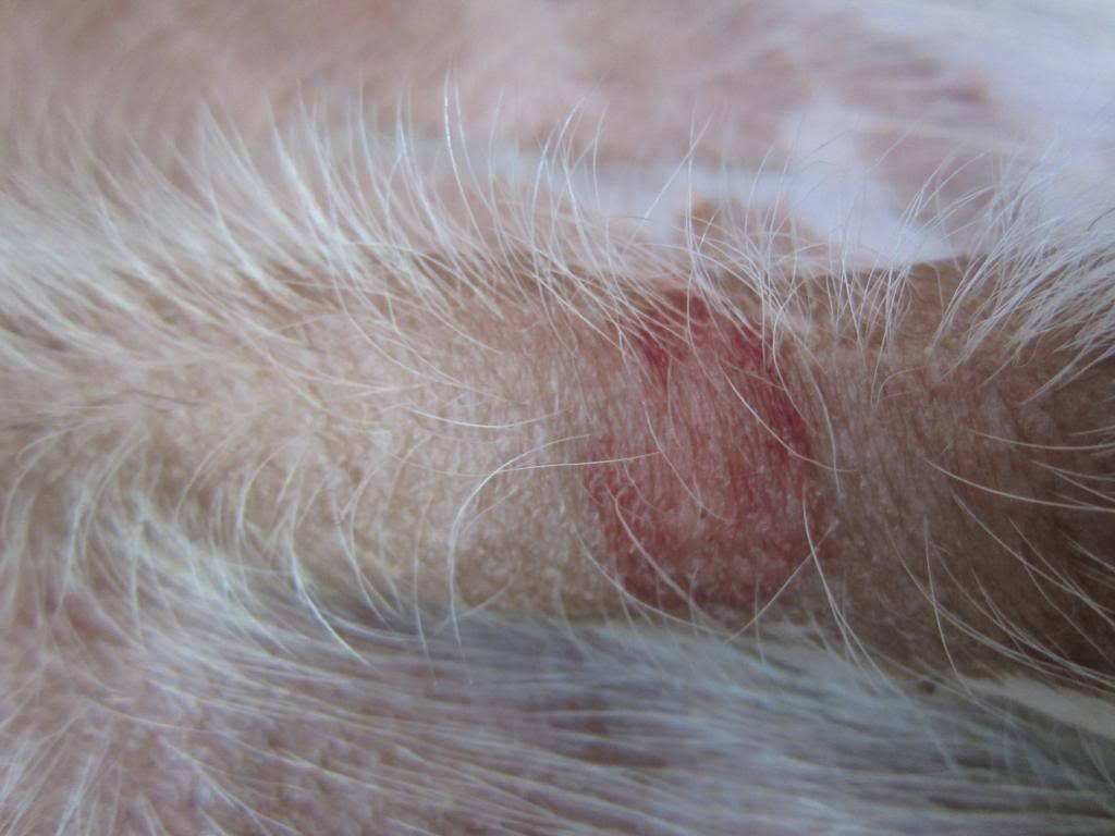 VersatileDogs • View topic Rash on Genitals Picture viewtopic f=16&t=