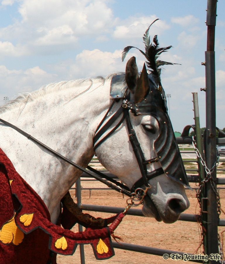 David Young's horse Boccaccio wearing his chamfron (photo by The Jousting Life)