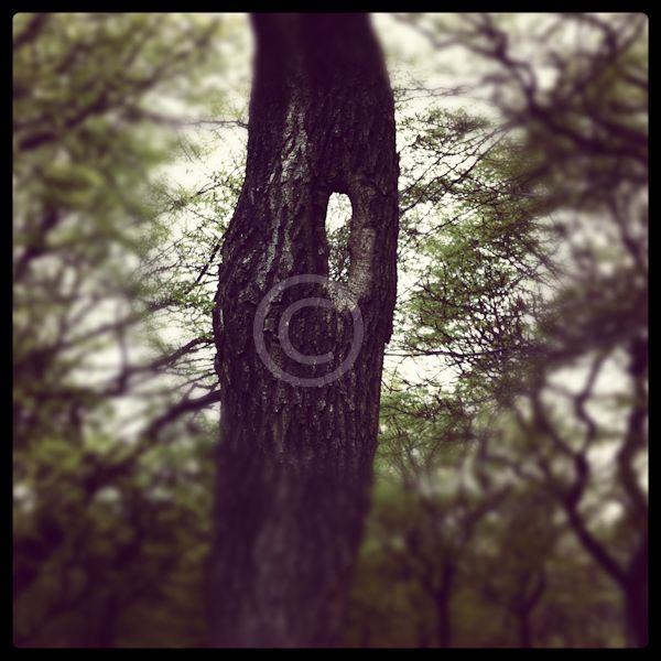 knotty tree photo 0002.jpg