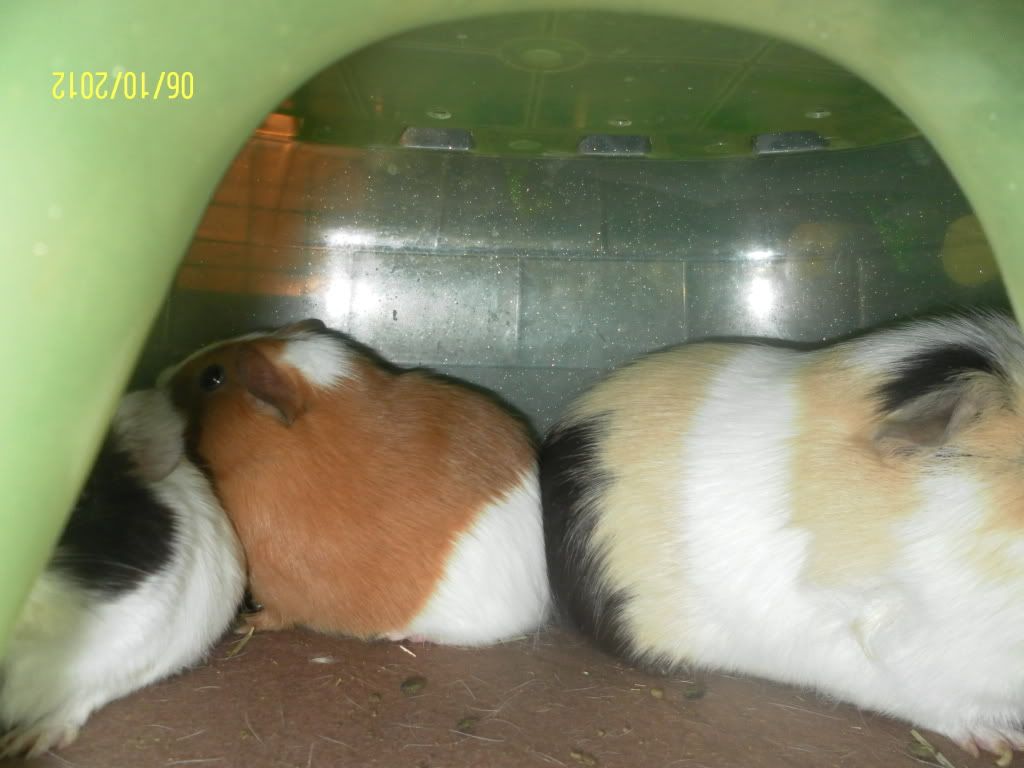 3gpigs1073_zps46edbb99.jpg