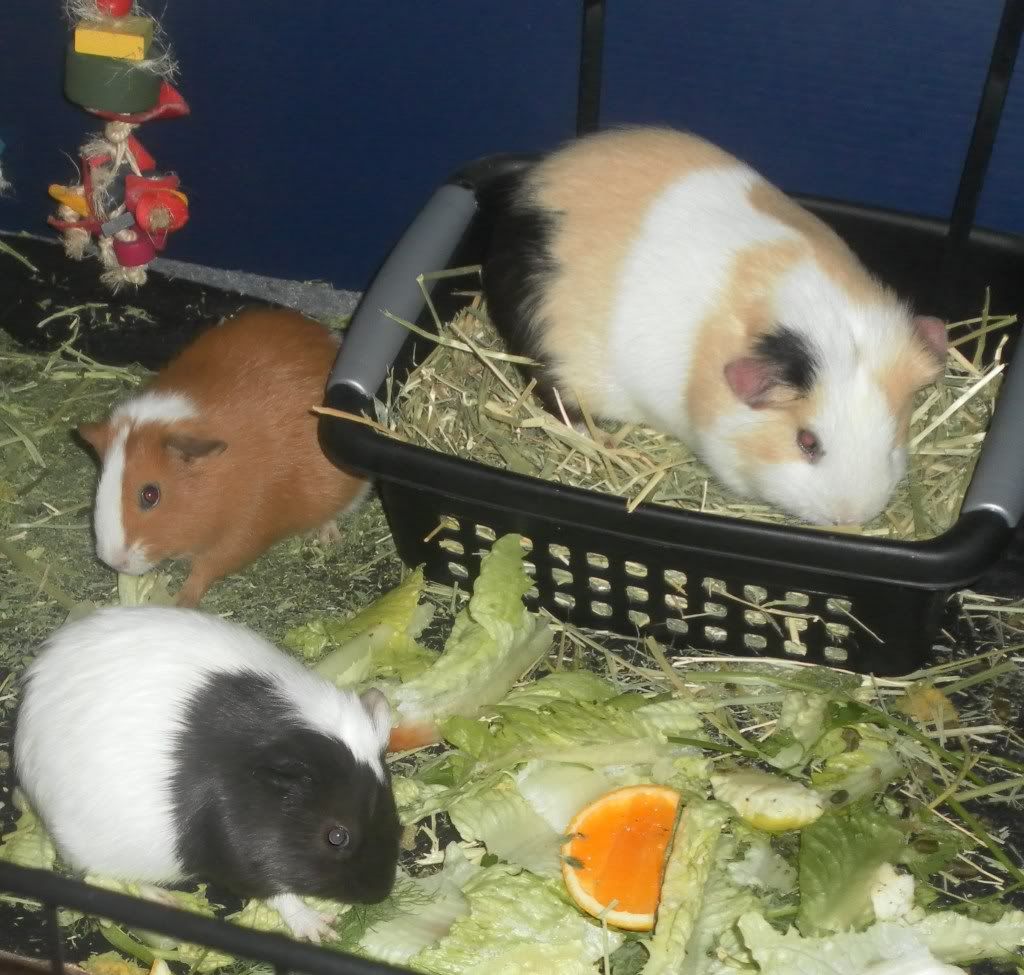 3gpigs107_zpse27841df.jpg